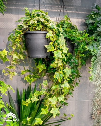 Plantes Air So Pur en suspension, lierre verdoyant purificateur et décoratif pour assainir l’air intérieur.